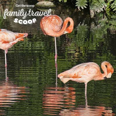 flamingos bali park