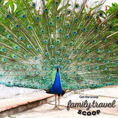 peacock at bali park