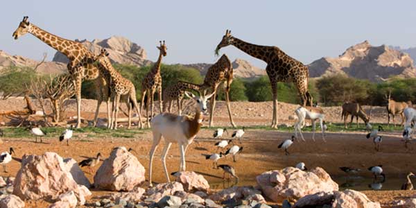 Al Ain Zoo