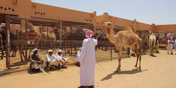 Camel Market