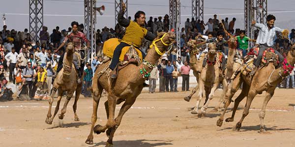 Camel Racing