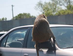 monkey at african lion safar