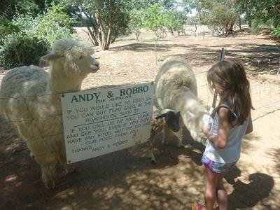 girl feeding alpaca