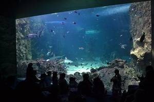 large tank at sydney aquarium