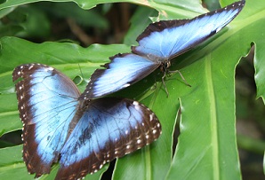 blue morpho butterflies