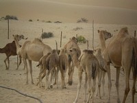 camels