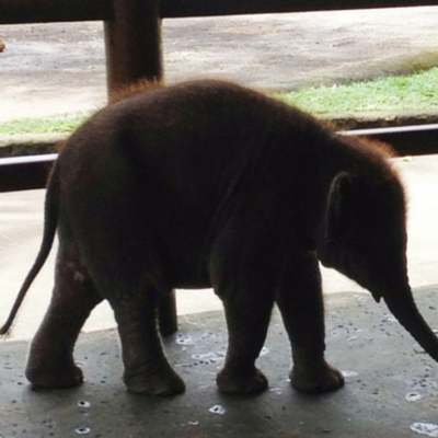 baby elephant