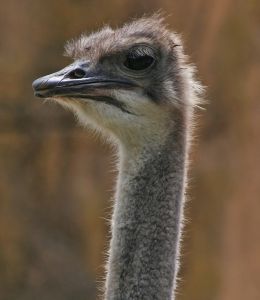 emu at the zoo