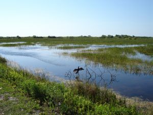 Gator Park everglade