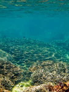 under water in Fiji