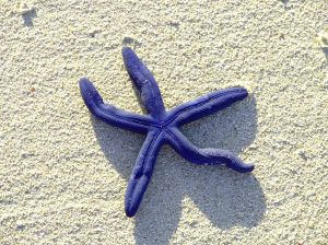 starfish