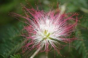 pink flower costa rica