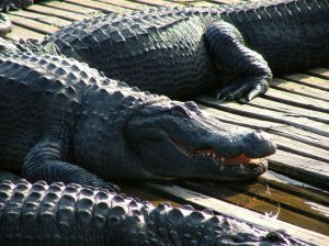 Alligator in Gatorland