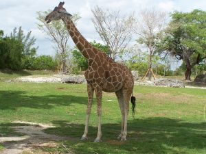 giraffe at Miami Zo