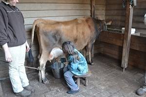 girl milking a cow on phillip island