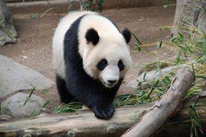 panda bear