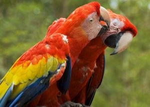 parrots at Loro Parque