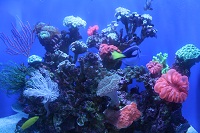 perth aquarium