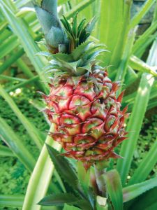 Hawaiin pineapple