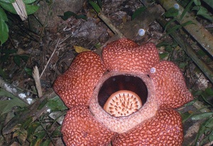 rafflesia flowers