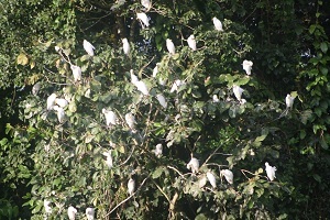 birds in a tree