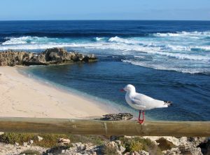 rottnest islan