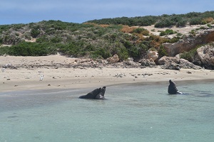 sea lions in Perth