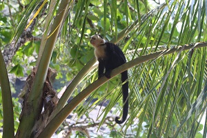 white face monkey in costa rica