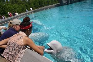 feeding a beluga whale at marineland