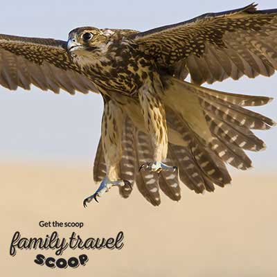 falcon in uae