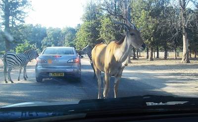 safari israel