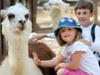 children petting a allpaca