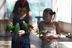 feeding lorikeets at bird kingdo