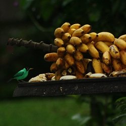 banana growing costa rica