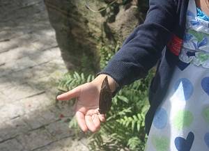 child in butterfly park