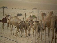 camels