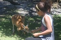 feeding the kangaroo at Caversham Wildlife Park