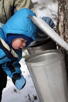 child at maple syrup farm in Quebe