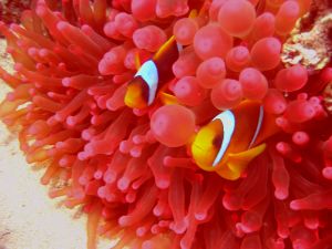 close up of fish an coral