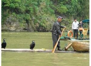 Cormorant fishing show