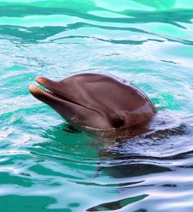 dolphin in Grand Cayman Islands