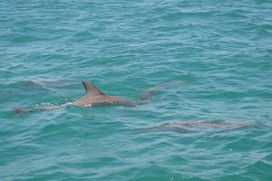 dolphins in Perth