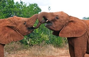 elephants in nairobi