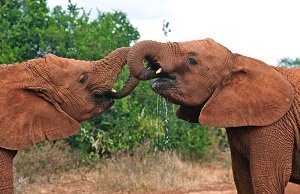 Samphram Elephant Zoo