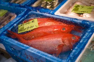 Tsukiji Fish Marke