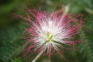 pink flower costa rica