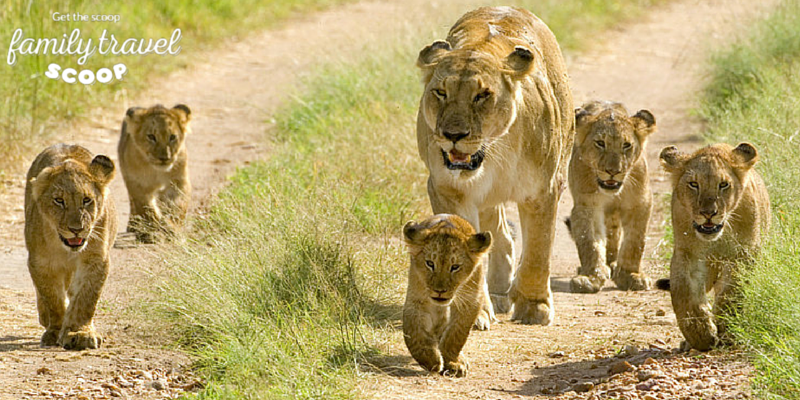 lions in south africa