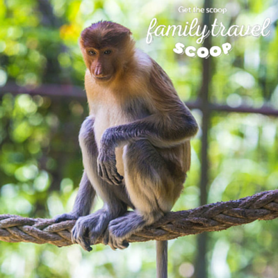 monkeys in tokyo park