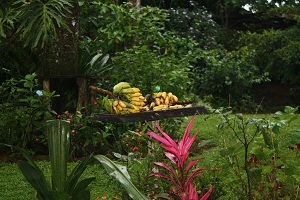 fresh fruit costa rica