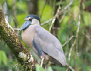 lago jalapa bird